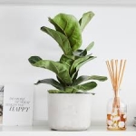 Cây Ficus Lyrata