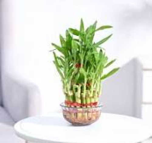 Cây tre may mắn